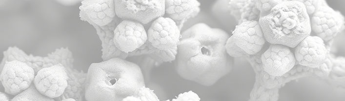 Nanoparticles with flower like mesoporous morphology and that too how it looks in TEM or S