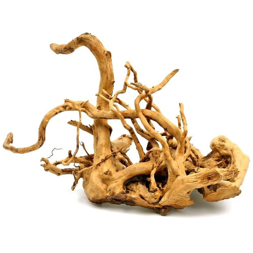 Sunken root | anticisindoo