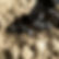 Carpenter Ants