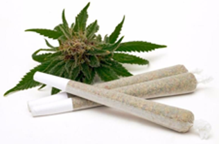 Preroll cannabis joints and cannabis flower in background