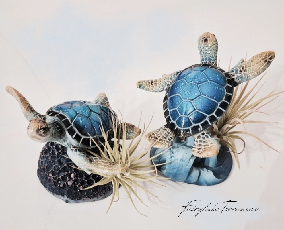 Sea Turtle Air Plant Display | Amerishop Store
