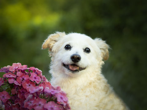 Ein Terrier zwischen Blumen