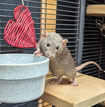 A grey rat with dumbo ears (ears at the side of her head) and a split left ear stands on her back legs on a ledge. Her frontpaws are on the edge of a grey dish which she is sniffing. There is a pink wicker heart decoration in the background.