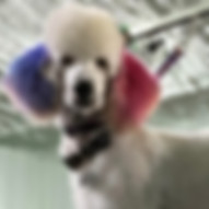tango groom.jpg