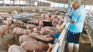 Productores de cerdos del país con el grito al cielo, fijarán posición este miércoles