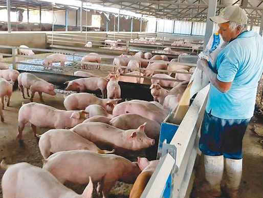 Productores de cerdos del país con el grito al cielo, fijarán posición este miércoles