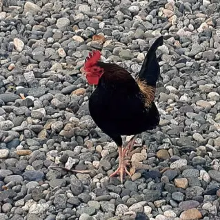 Friendly rooster at Clifden Suspension Bridge 