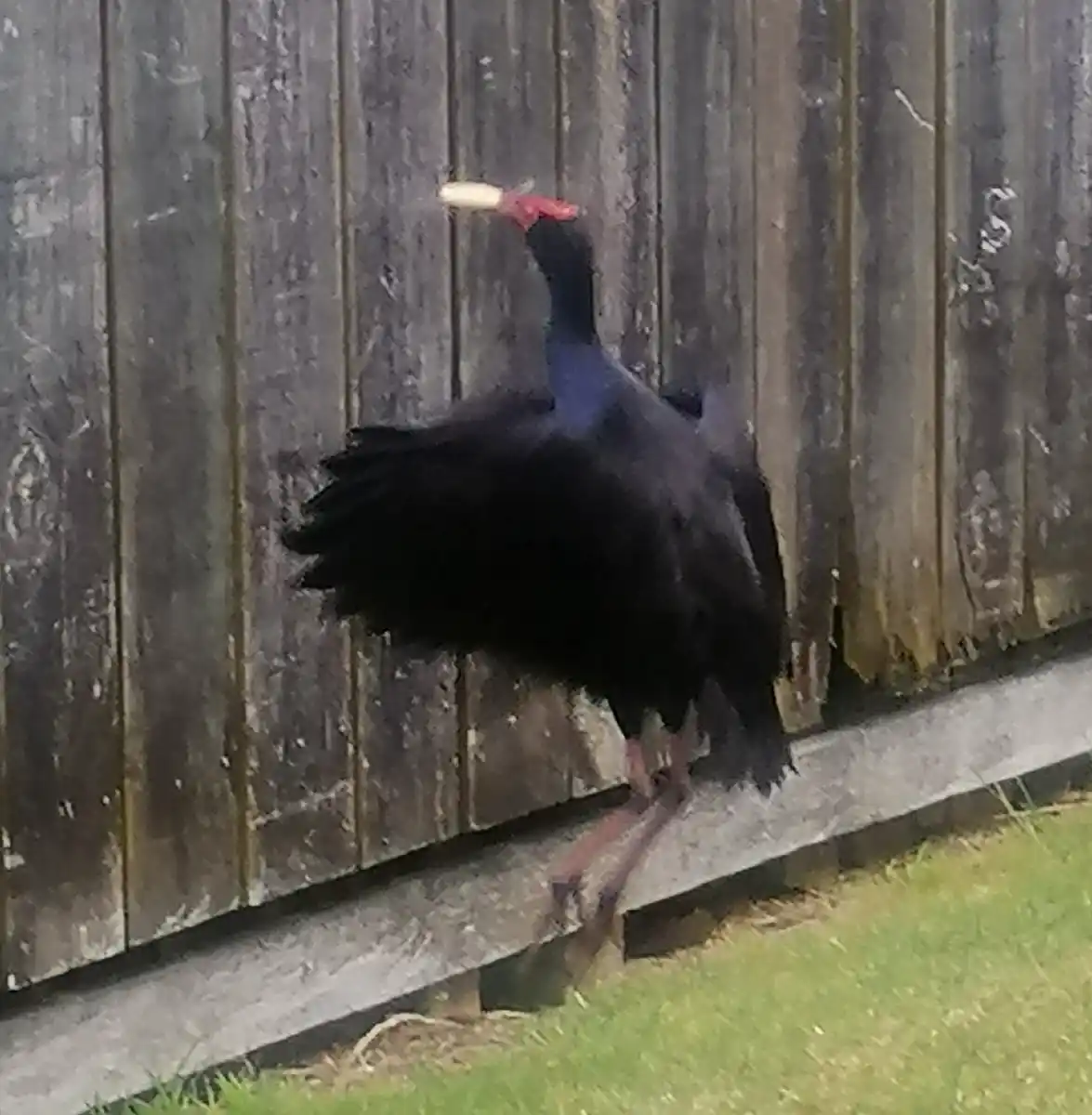 Retro caravan rally on-site: Rusty’s caravan