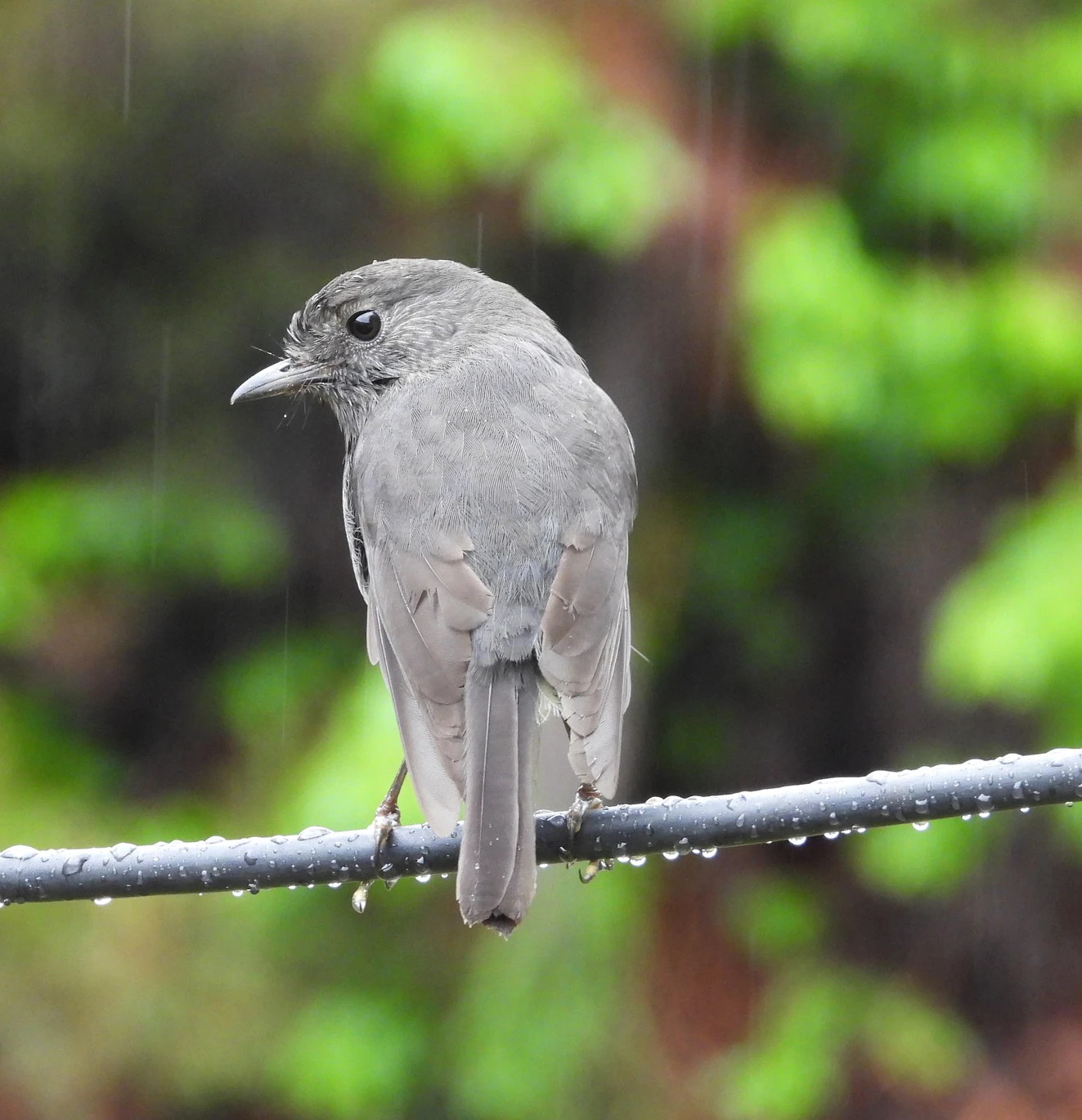 Robin ©2024 Debbie Tutton