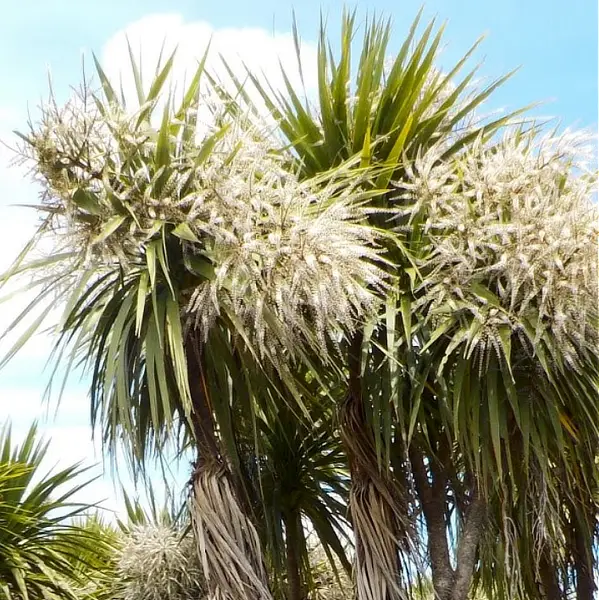 As we move towards summer the cabbage trees are in full and generous flower, the sign of a long hot summer to come, I am told.