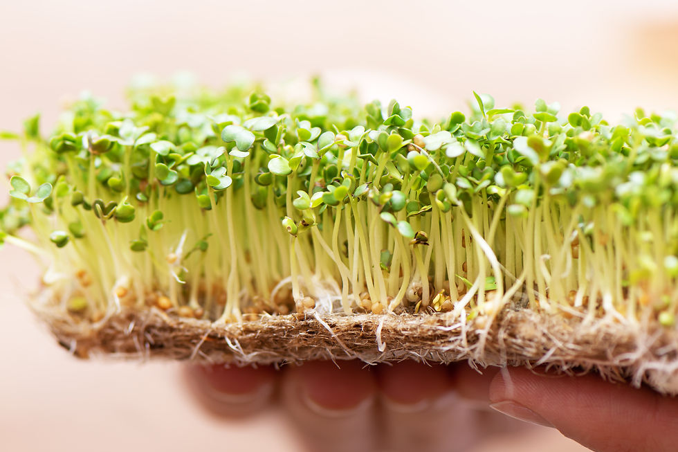 Kale Microgreens: A Vitamin K Powerhouse for Stronger Bones & Better Health