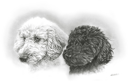 Rohanna Aston Cockapoo portrait drawing