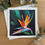 Thumbnail: Bird of Paradise Flower Greeting Card