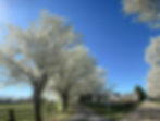 Main house pears in bloom_edited.jpg