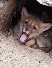 Imagem do WhatsApp de 2025-05-20 à(s) 10.45.52_0b39b887.jpg