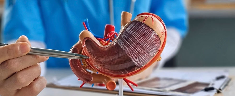 doctor examines model of stomach.jpg