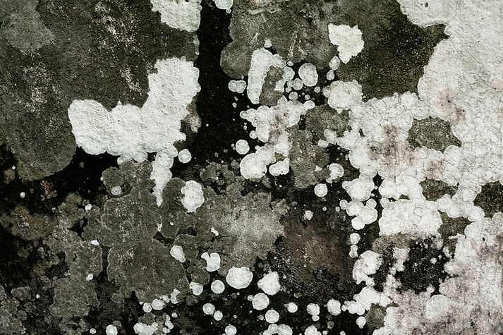 close-up-various-types-mold-nature.jpg