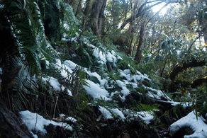 Save the Mishmi Hills from the Etalin dam: a repository