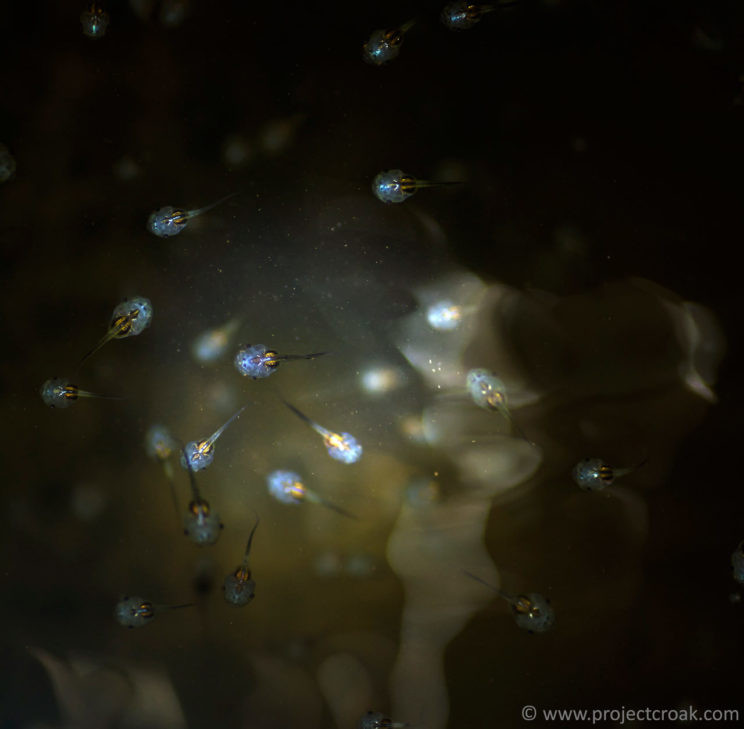 translucent microhyla tadpoles in the western ghats india