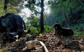 Dogs in the Himalaya