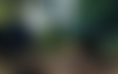 Dogs in the Himalaya