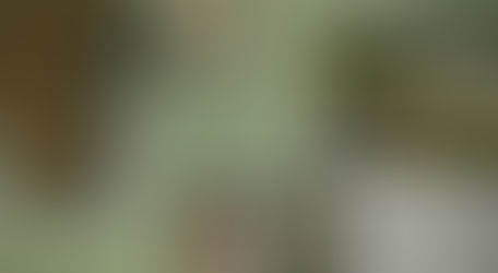 Food for thought: dogmeat