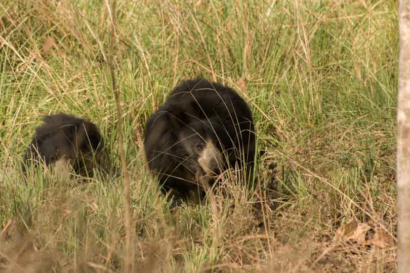 sloth bear eastern ghats telangana amrabad tiger reserve arjun kamdar