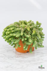 204.Παχύφυτα sedum burito γλ.24εκ