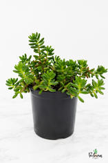 200.Παχύφυτα sedum rubrotinctum γλ.17εκ