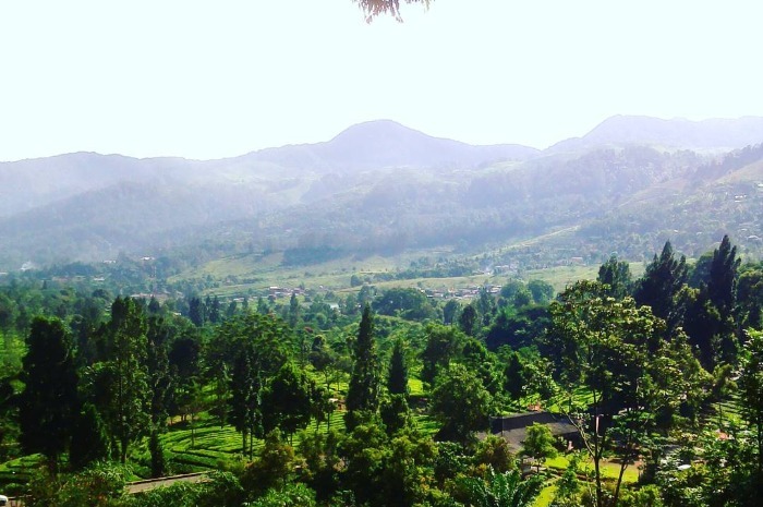 Gunung Mas Wisata Agro: Berkebun dan Menikmati Hasilnya Secara Langsung — inspirasi dari Villa Bango di Cilember, Puncak