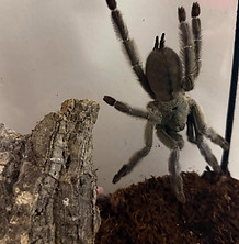 Sams Scales spider.jpg