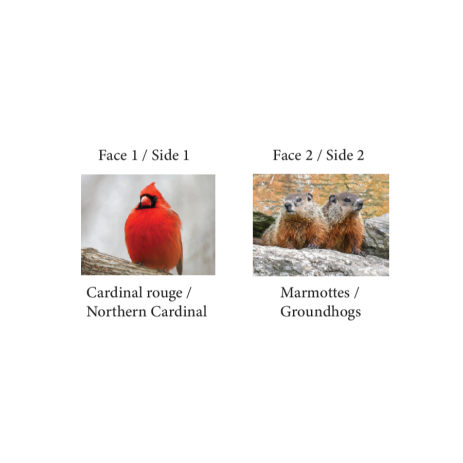 Thumbnail: Double-sided Mini-Poster (Northern cardinal/Groundhogs)