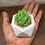 Thumbnail: Diamond Ceramic with Cactus