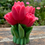 Thumbnail: Bloom Tulip Bouquet
