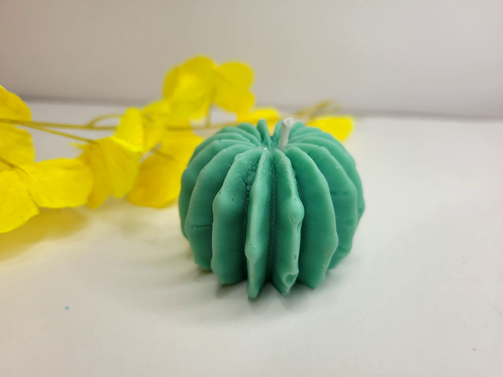 Lobster Claws Succulent