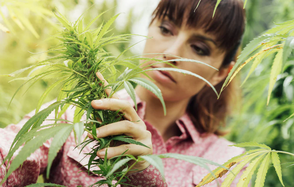 hemp_plant_identification_1000x.webp
