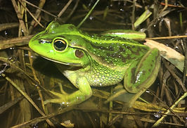 Ranoidea raniformis_BryanSwamp_IMG_1730.JPG