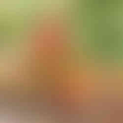 Pulled Pork Nachos from Yellow Dog Eats