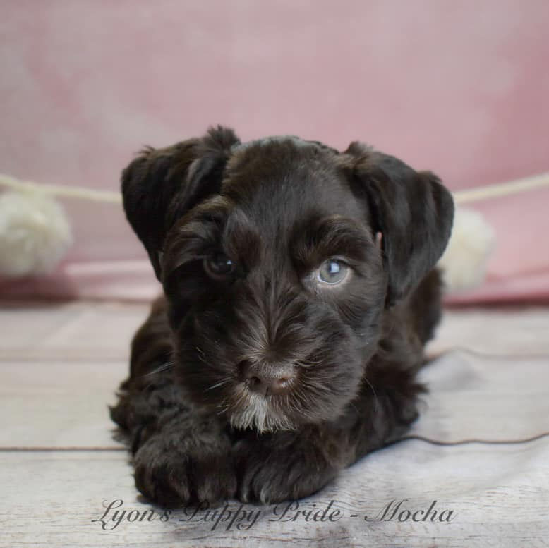 Mocha