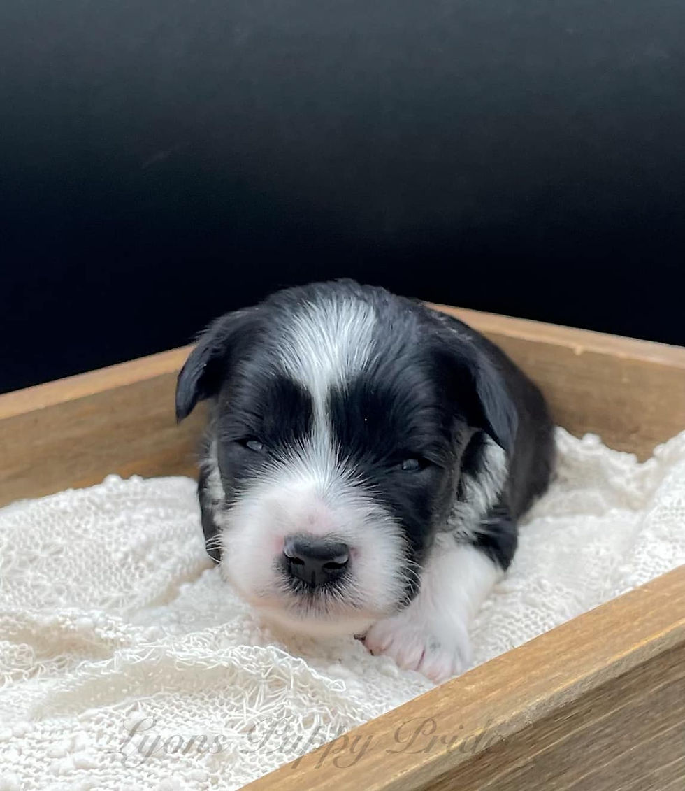 Oreo