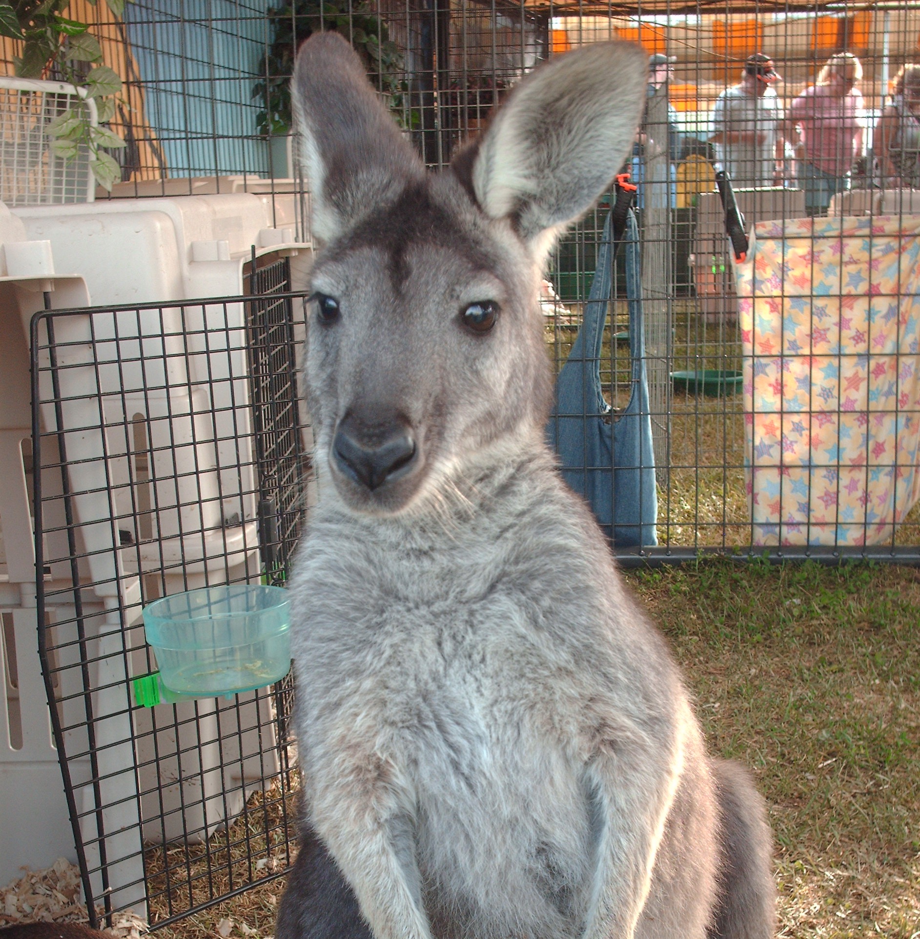 HOME | perry-county-fair-ky