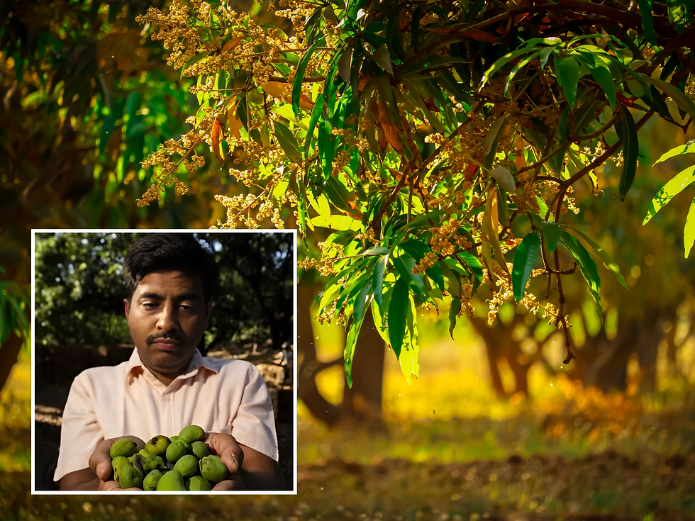 Mango Farmers Feel the Heat, Yields at Record Low Due to Early Heatwave