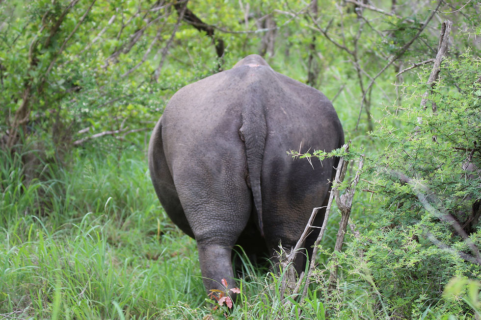 Rhino behind