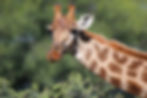 Giraffe head