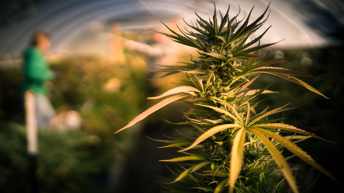 Flowering cannabis plant and out of focus unrecognizable people behind working in the gree