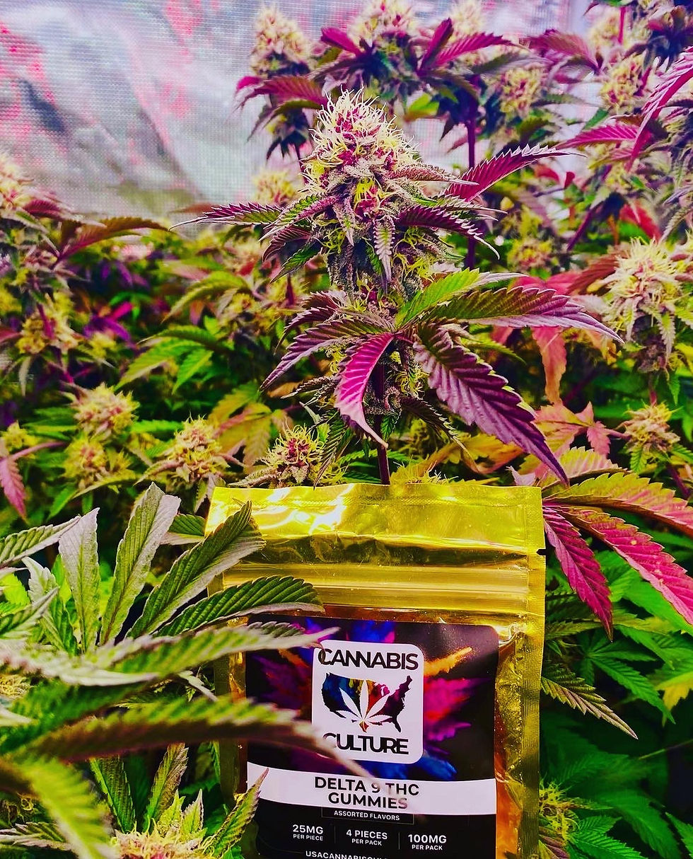 Thumbnail: THC Gummies-100mg Pack(50mg Per Piece)(2Pieces)