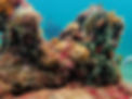 Copy of P8110756_edited.jpg