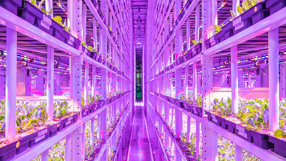 An urban vertical farming facility ©Mos.ru/Wikimedia Commons