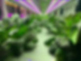 Vertical Farming Grows Up in Europe
