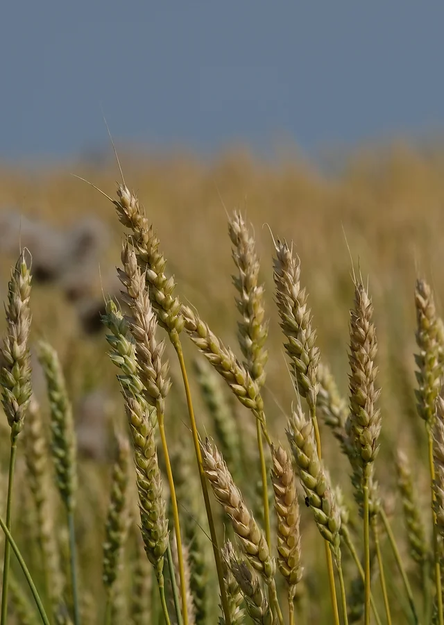 Accueil Le Moulin Des Cedres